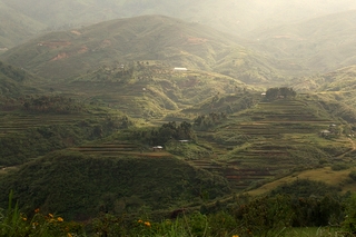 Sumatran Plantations