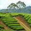 Tea plantation