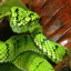 Pit Viper