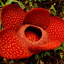 Rafflesia